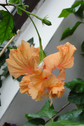 El  Capitolio Sport - Hibiscus-4