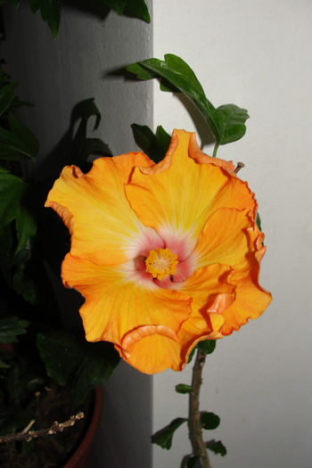  - Hibiscus-4