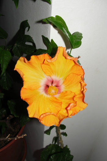  - Hibiscus-4