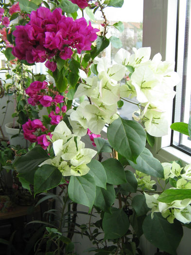 IMG_2315 - 000 Bougainvillea 2013 - 2014