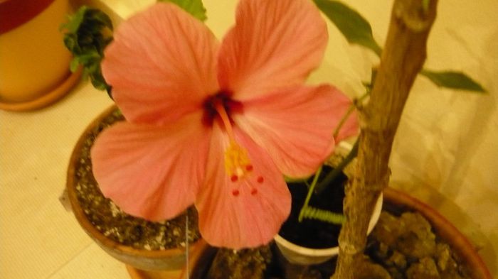 Picture 2057 - x 2013 hibiscus rosa sinesis 3