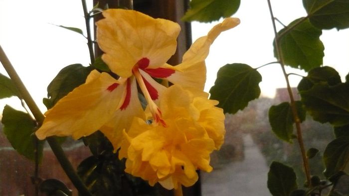 Picture 2031 - x 2013 hibiscus rosa sinesis 3