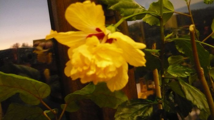 Picture 2049 - x 2013 hibiscus rosa sinesis 3
