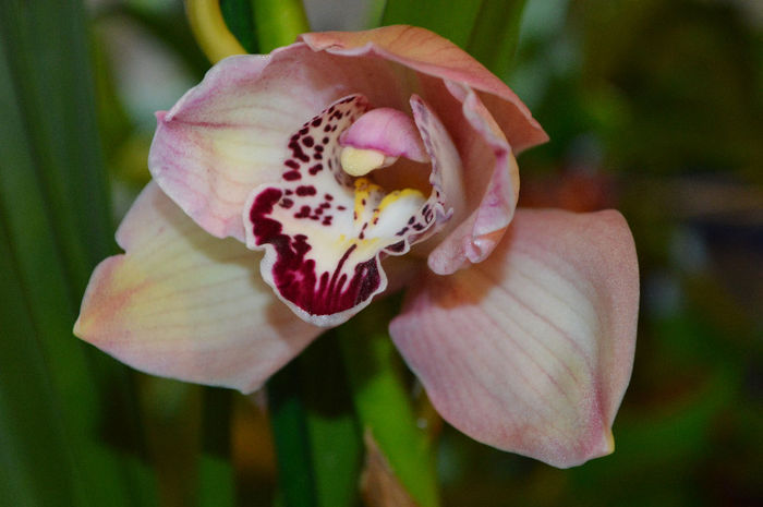 DSC_0372 - Cymbidium