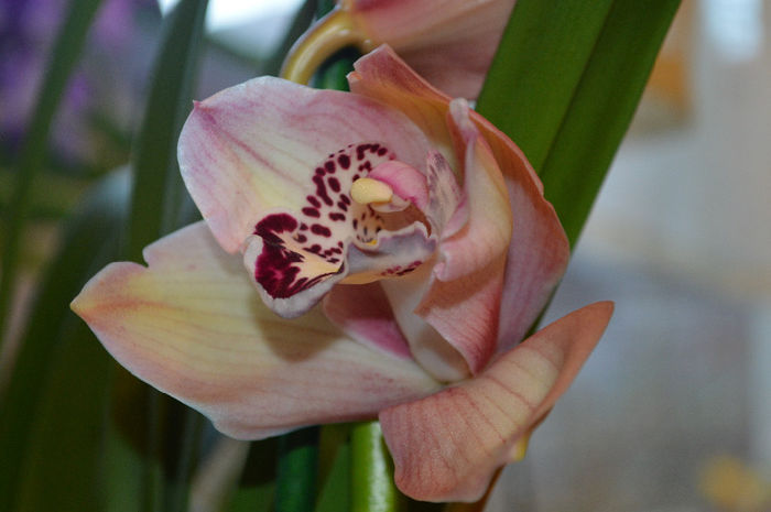 DSC_0373 - Cymbidium