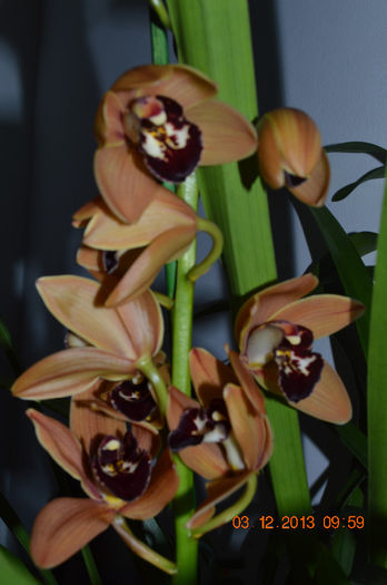 DSC_0378 - Cymbidium