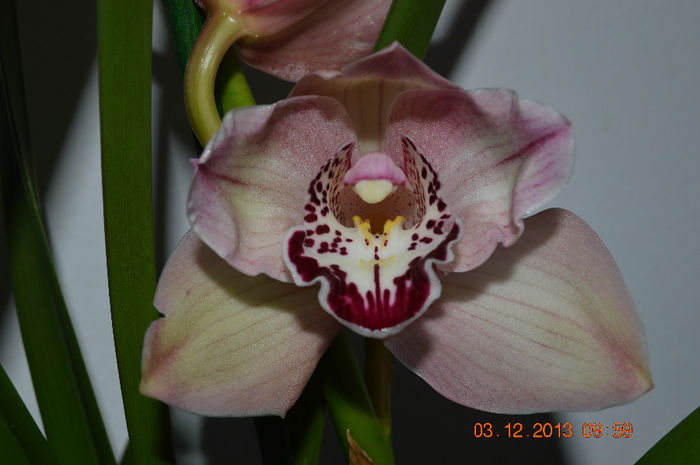 DSC_0379 - Cymbidium