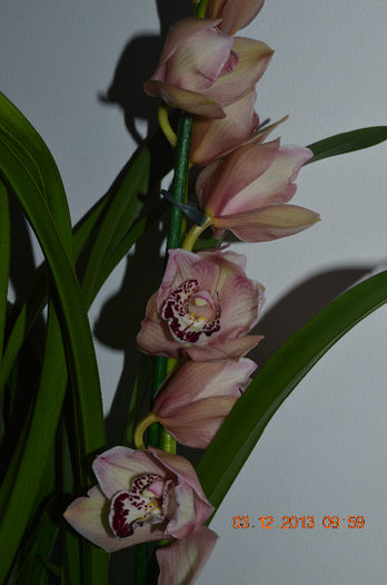 DSC_0380 - Cymbidium