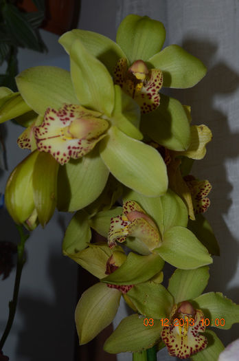 DSC_0382 - Cymbidium