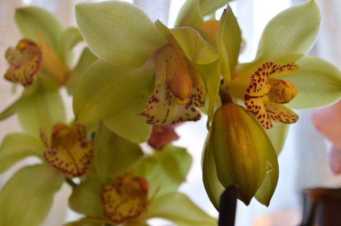 DSC_0384 - Cymbidium