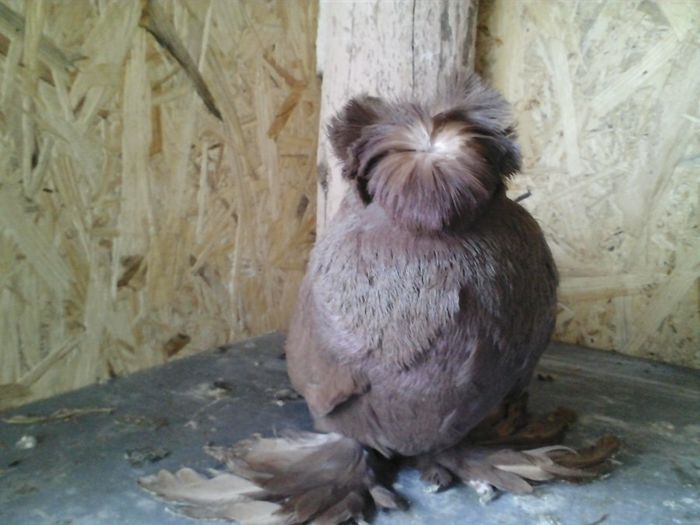 CAM00115 - TOBOSARI DE BUHARA