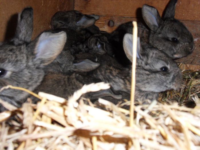 SDC11790 - primii pui din masculul 1