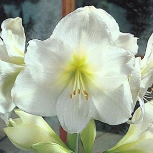 ludwig_dazzler - large flowering amaryllis