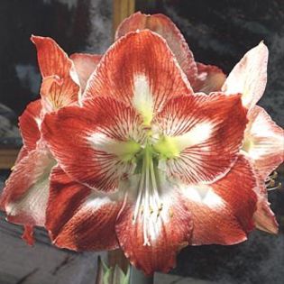 minerva - large flowering amaryllis