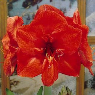 orange_sovereign - large flowering amaryllis