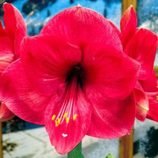 PSLAFORESTBest-jpg - large flowering amaryllis