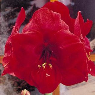 red_lion - large flowering amaryllis