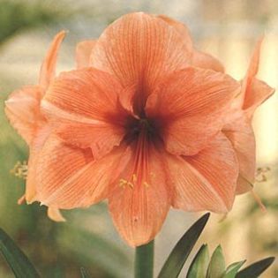 rilona - large flowering amaryllis