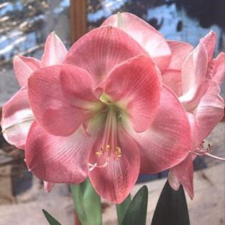 susan - large flowering amaryllis