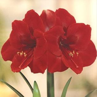 liberty - large flowering amaryllis