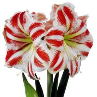 united-nations - large flowering amaryllis