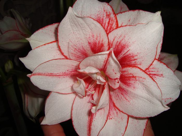 DSC09518 - amaryllis 2014