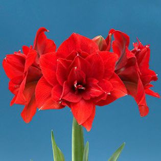 Red-Nymph - double amaryllis