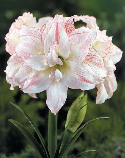 Aphrodite - double amaryllis