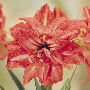 lady_jane - double amaryllis