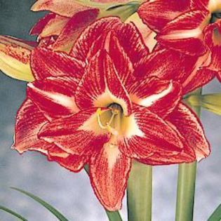 pasadena - double amaryllis