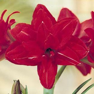 red_peacock - double amaryllis
