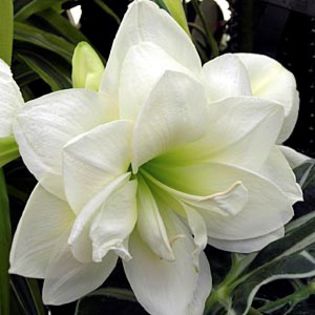 white_peacock - double amaryllis