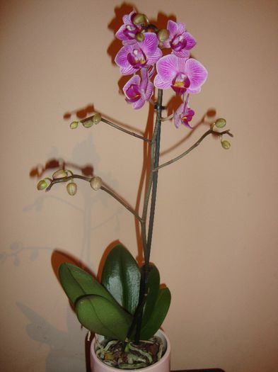  - orhidee