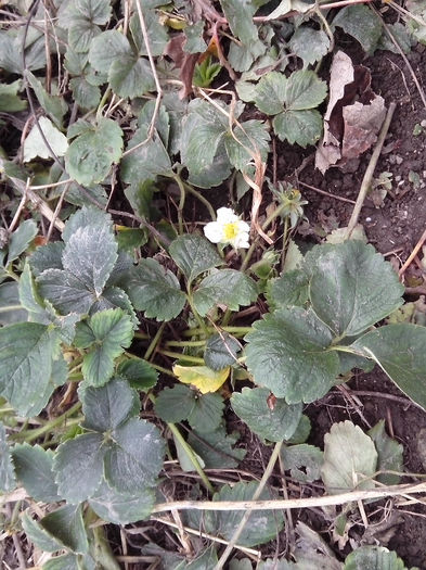 floare de capsune in noiembrie la inceput - 2013