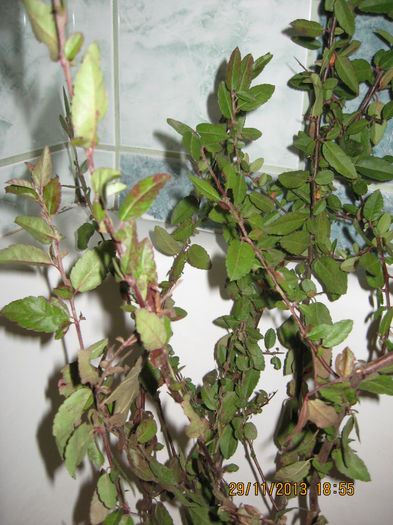 m-am decis sa achizitionez citiva....