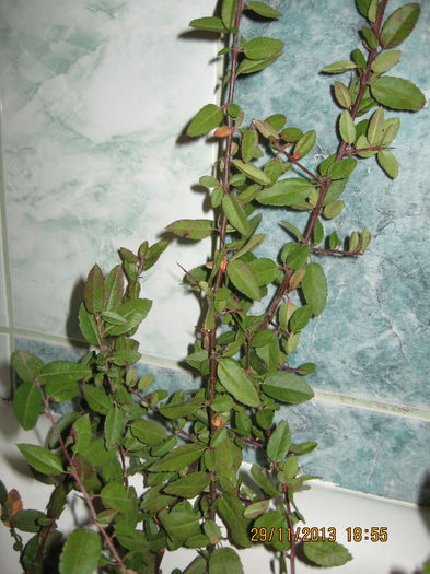 arbusti ornamentali de PIRACANTHA.