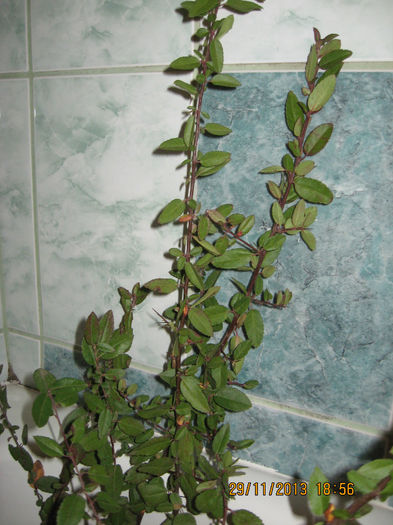 I-am tinut 12 ore in apa ,in apartament