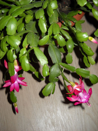 04.12.013 - Schlumbergera-2010-2013