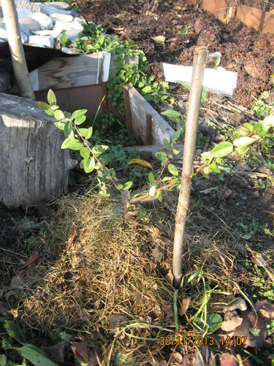 i-am plantat in gradina. - 3 ARBUSTI FRUCTIFERI SI ORNAMENTALI