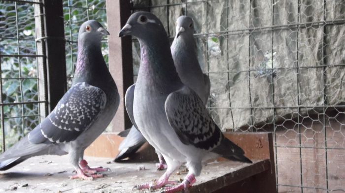 SAM_0669 - noile achizitii 2013