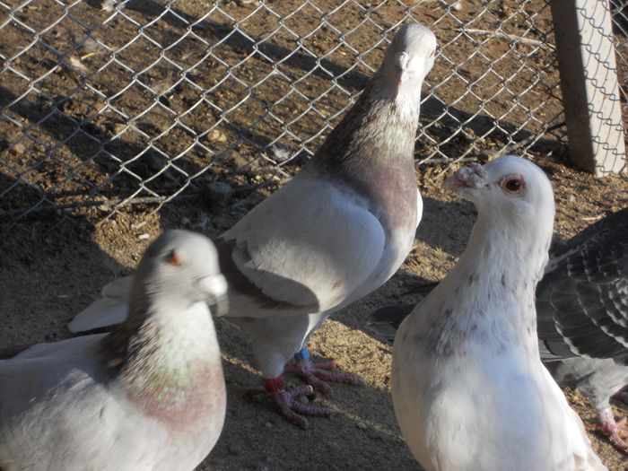 DSCN2337 - VOIAJORI BRICOUX DIN MATCA MEA