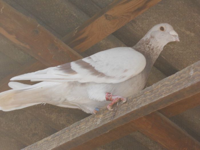 DSCN2348 - VOIAJORI BRICOUX DIN MATCA MEA