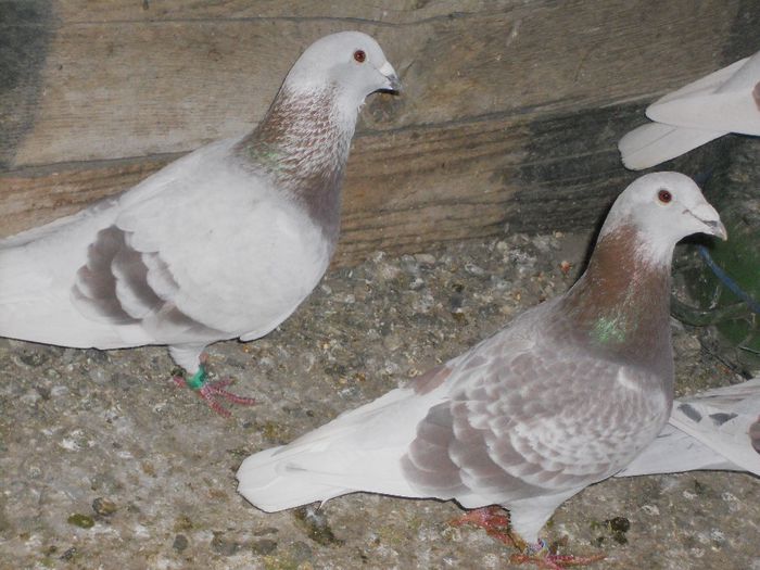 DSCN2357 - VOIAJORI BRICOUX DIN MATCA MEA