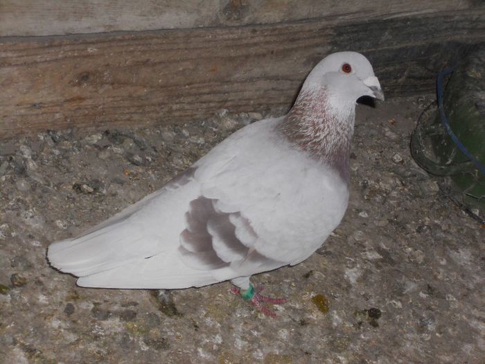 DSCN2360 - VOIAJORI BRICOUX DIN MATCA MEA