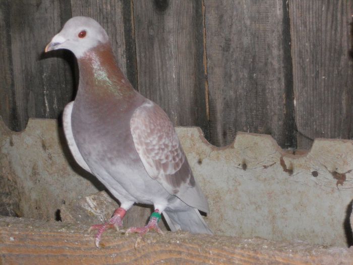 DSCN2370 - VOIAJORI BRICOUX DIN MATCA MEA