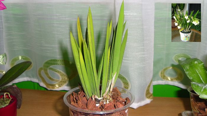 Brassavola Nodosa; Achizitie - Decembrie 2013
