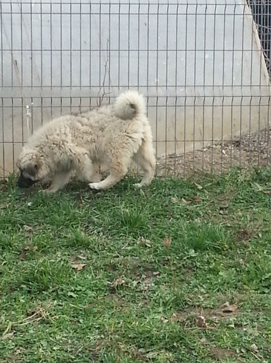 20131120_133004 - pui caucazian de vanzare