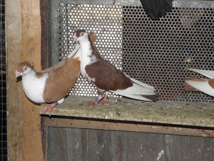 PC010314 - 1000c-sandu florin-barlad