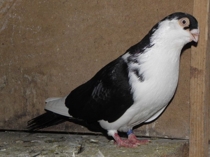 PC010481 - 1000c-sandu florin-barlad