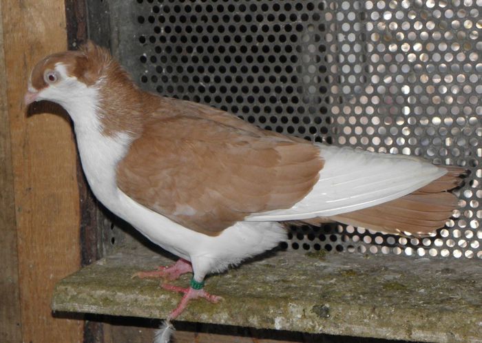 PC010400 - 1000c-sandu florin-barlad